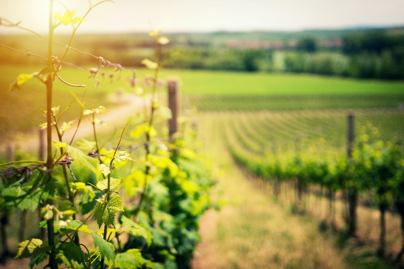 Australian Winemakers Learning How to Virtually Connect with Buyers and Reach New Markets with RingCentral