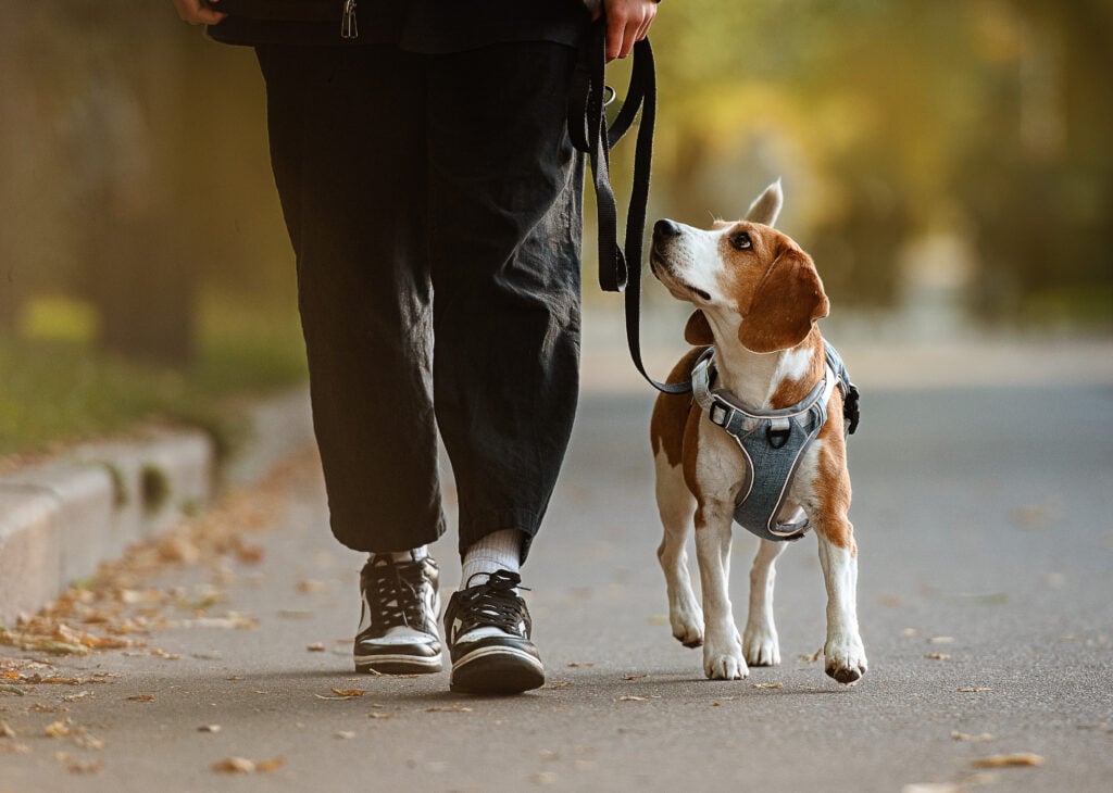 A dog walker