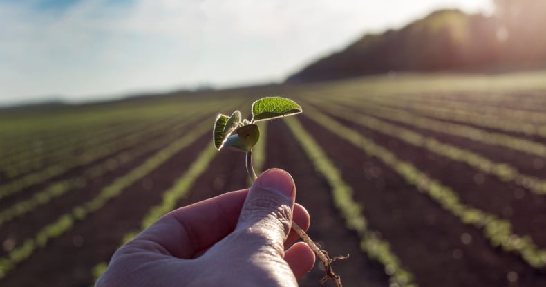 Farm worker holding seedling in field